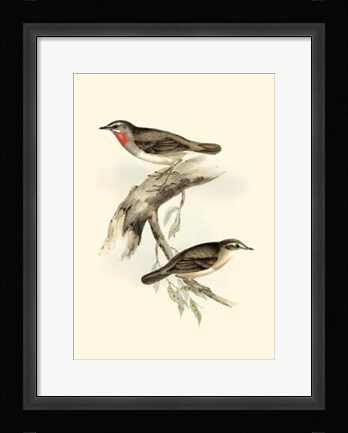Framed Gould's Gorget Warbler Print