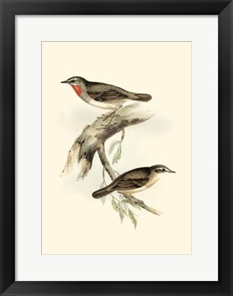 Framed Gould's Gorget Warbler Print