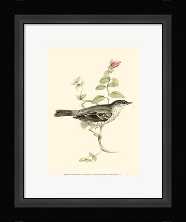 Framed Gould's Barred Warbler Print