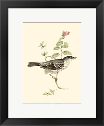 Framed Gould's Barred Warbler Print
