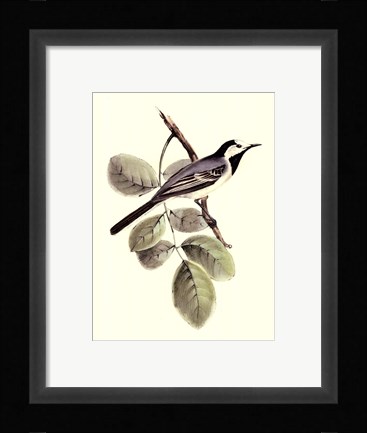 Framed Gould's White Wagtail Print