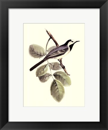 Framed Gould's White Wagtail Print