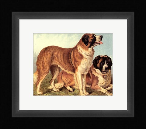 Framed St Bernard Print