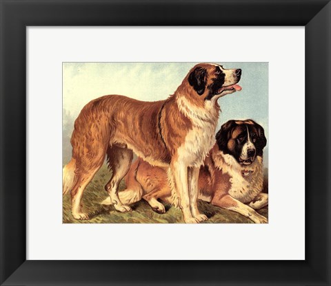 Framed St Bernard Print