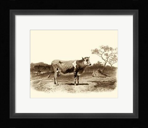 Framed Bovine I Print