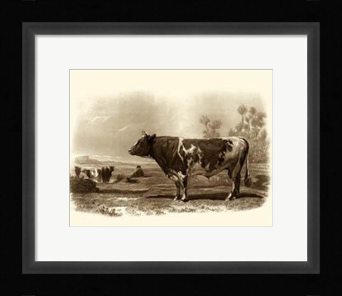 Framed Bovine III Print