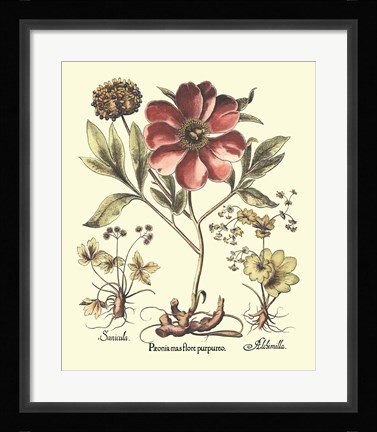 Framed Framboise Floral I Print