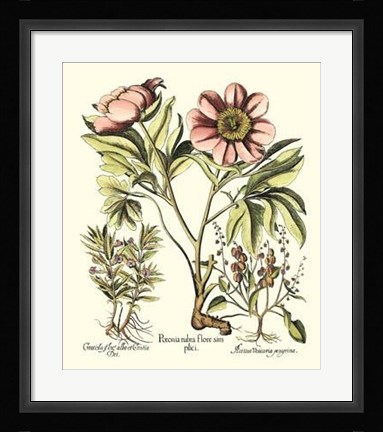 Framed Framboise Floral II Print