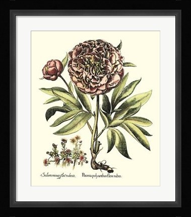 Framed Framboise Floral III Print