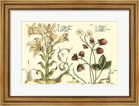 Framed Garden Botanica I Print