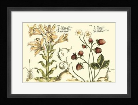 Framed Garden Botanica I Print