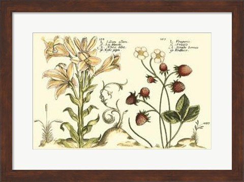 Framed Garden Botanica I Print