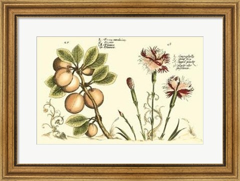 Framed Garden Botanica II Print