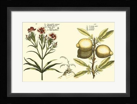 Framed Garden Botanica IV Print
