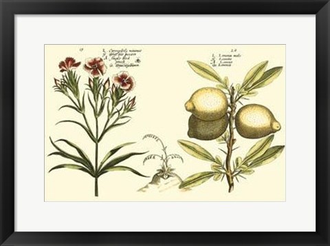 Framed Garden Botanica IV Print