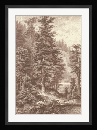Framed Sepia Noble Fir Print