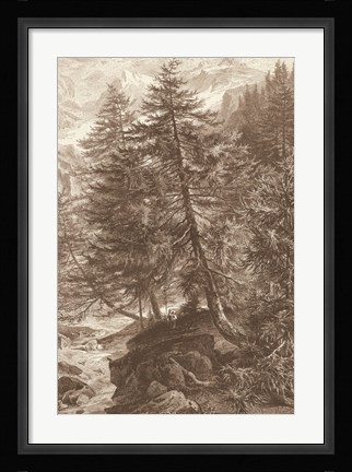 Framed Sepia Larch Tree Print