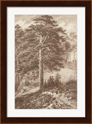 Framed Sepia Wild Pine Print