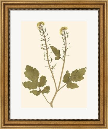 Framed Pressed Botanical I Print