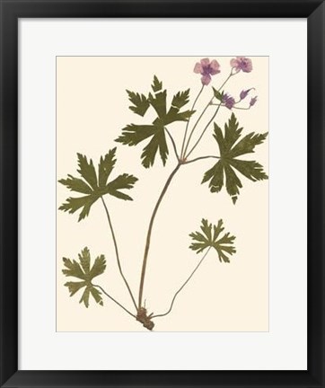 Framed Pressed Botanical III Print