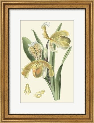 Framed Delicate Orchid IV Print
