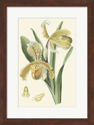 Framed Delicate Orchid IV Print