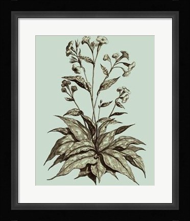 Framed Imperial Munting IV Print