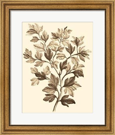 Framed Sepia Munting Foliage I Print