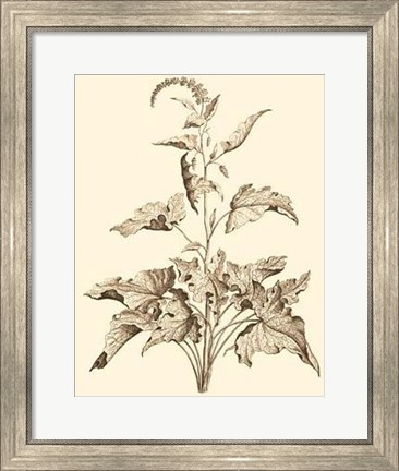 Framed Sepia Munting Foliage II Print