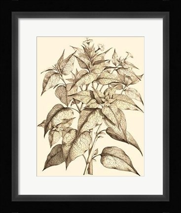 Framed Sepia Munting Foliage III Print