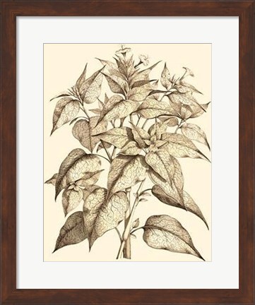 Framed Sepia Munting Foliage III Print