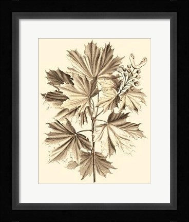 Framed Sepia Munting Foliage V Print