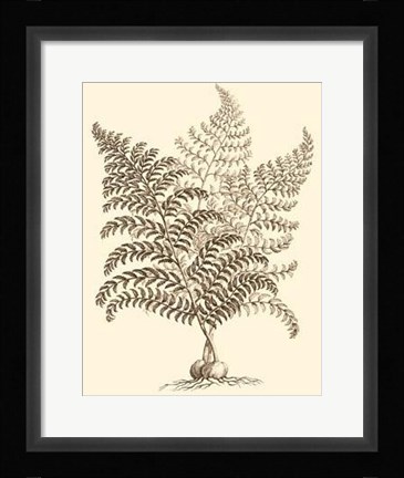 Framed Sepia Munting Foliage VI Print