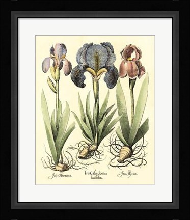 Framed Bulb Garden I Print