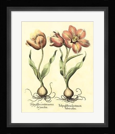 Framed Bulb Garden III Print