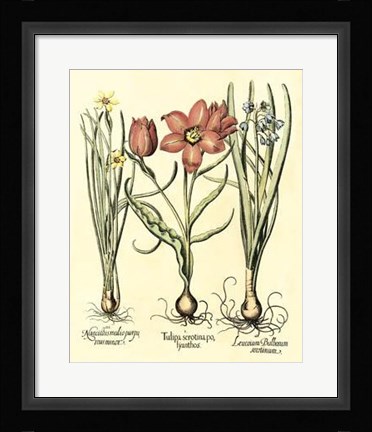 Framed Bulb Garden IV Print