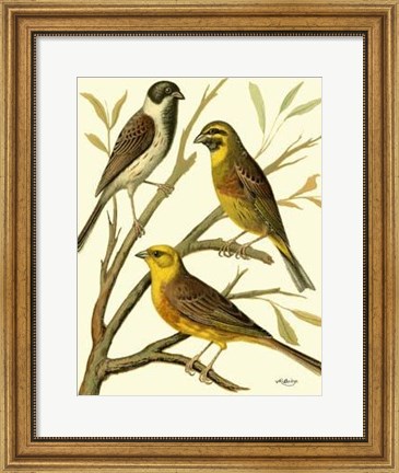 Framed Domestic Bird Family I Print