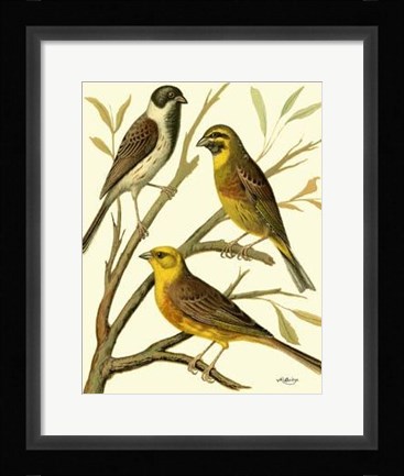 Framed Domestic Bird Family I Print