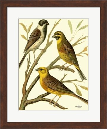 Framed Domestic Bird Family I Print