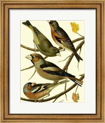 Framed Domestic Bird Family II Print