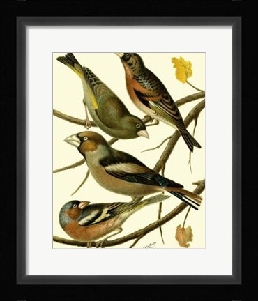 Framed Domestic Bird Family II Print
