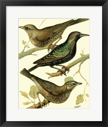 Framed Domestic Bird Family IV Print