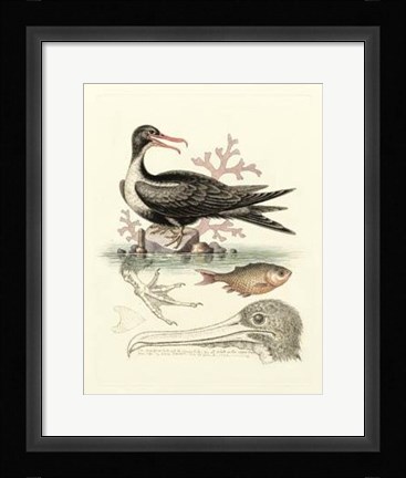 Framed Aquatic Birds I Print