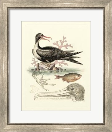 Framed Aquatic Birds I Print