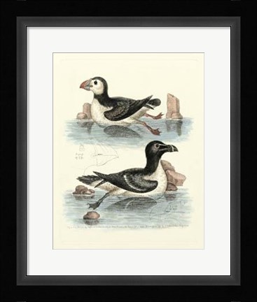 Framed Aquatic Birds II Print