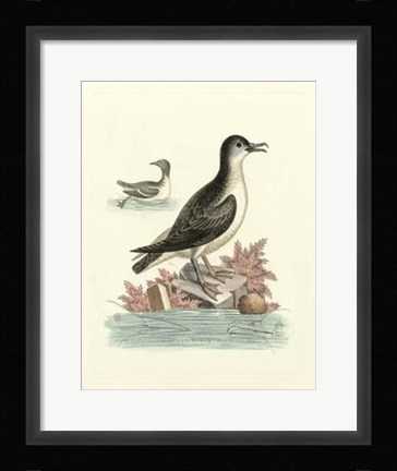 Framed Aquatic Birds III Print