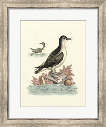 Framed Aquatic Birds III Print