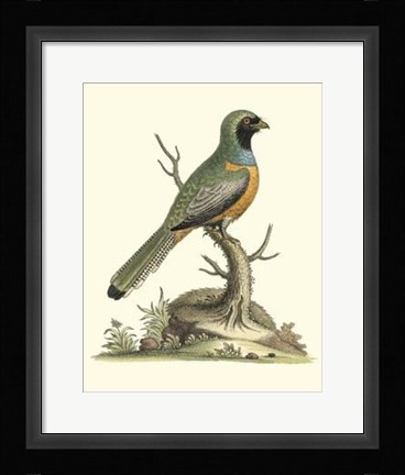 Framed Poised In Nature I Print