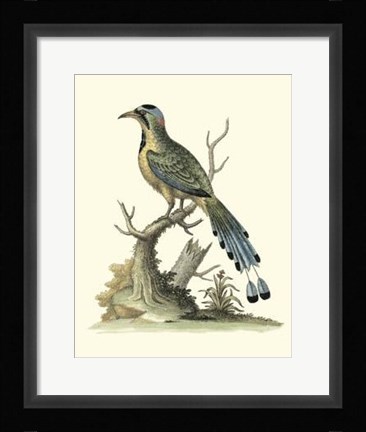 Framed Poised In Nature II Print