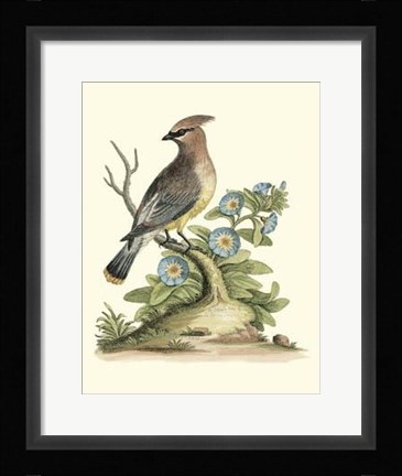Framed Poised In Nature III Print